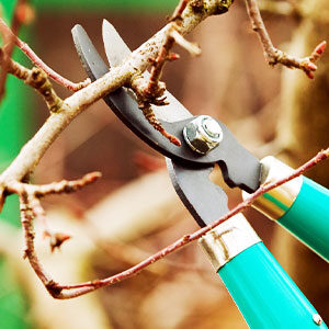 pruning in bozeman