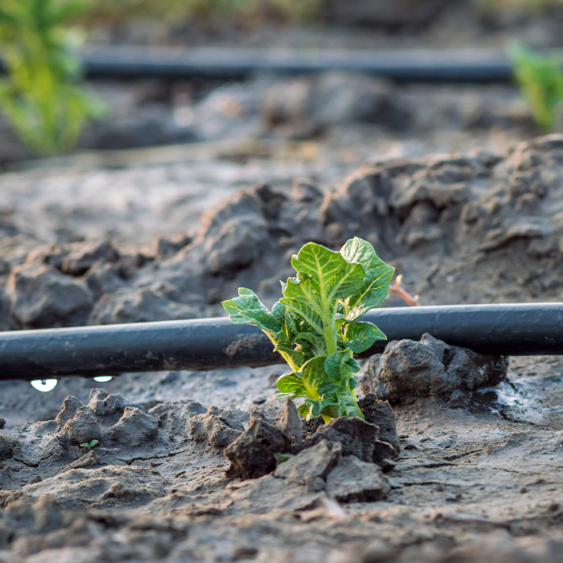 irrigation system