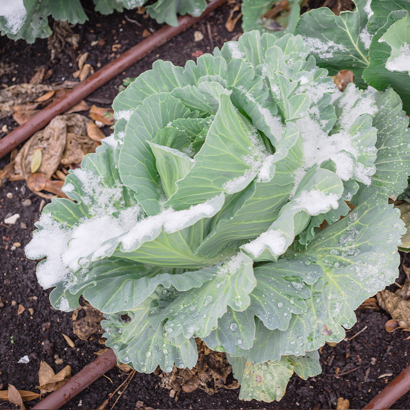 vegetables covered in snow