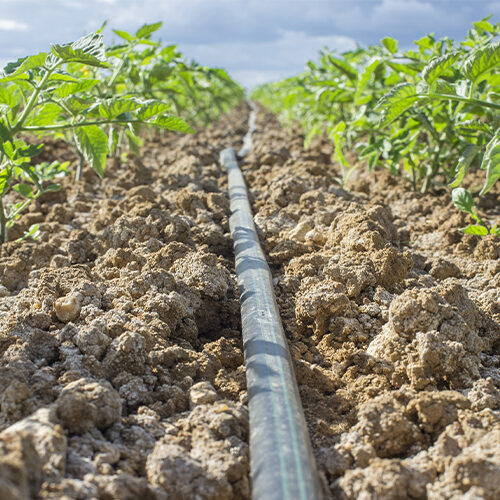 Irrigating line through field of crops